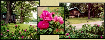 Rose Hedges at Little Pine Resort - Brainerd, Minnesota